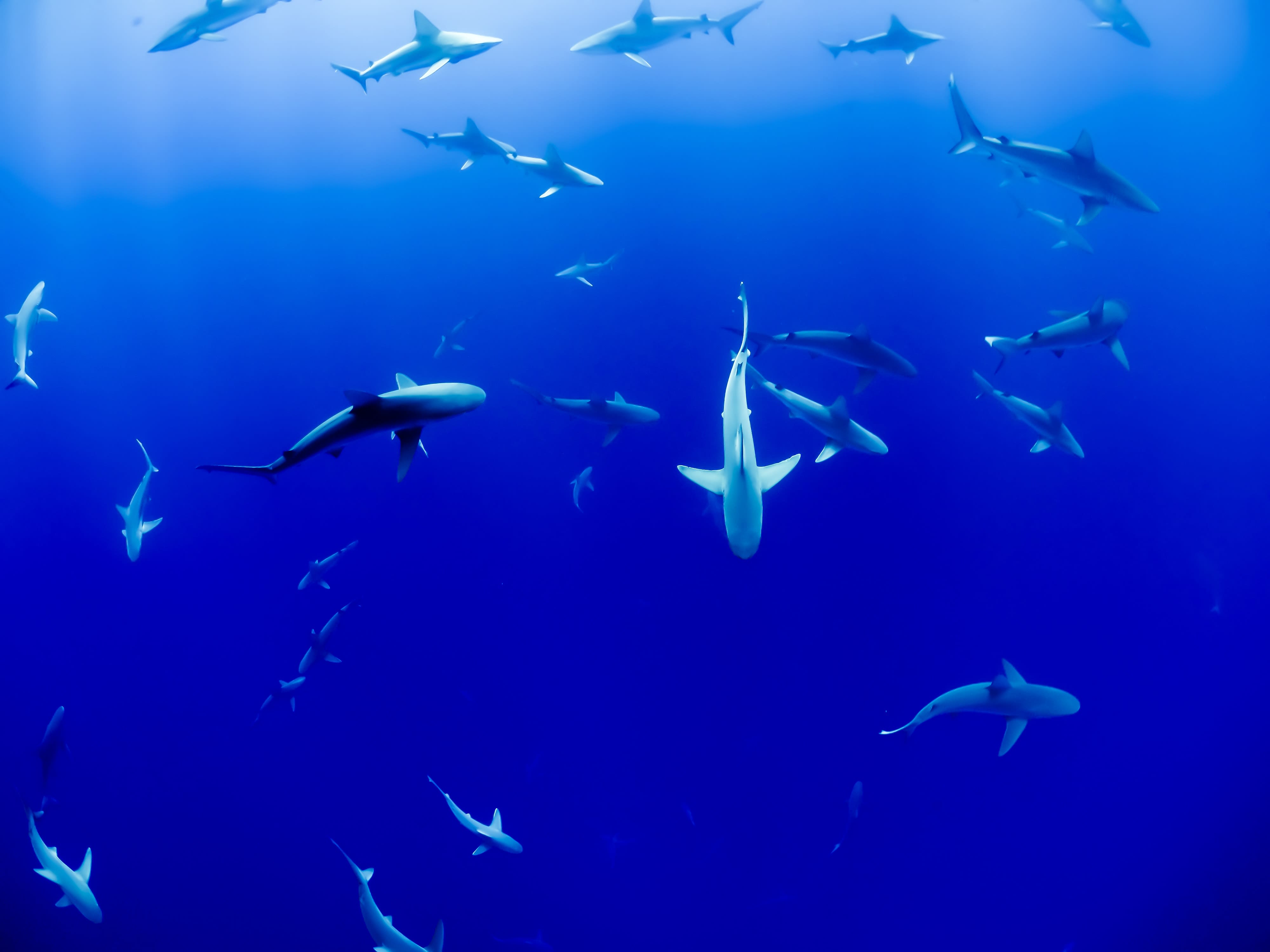 group of sharks under body of water