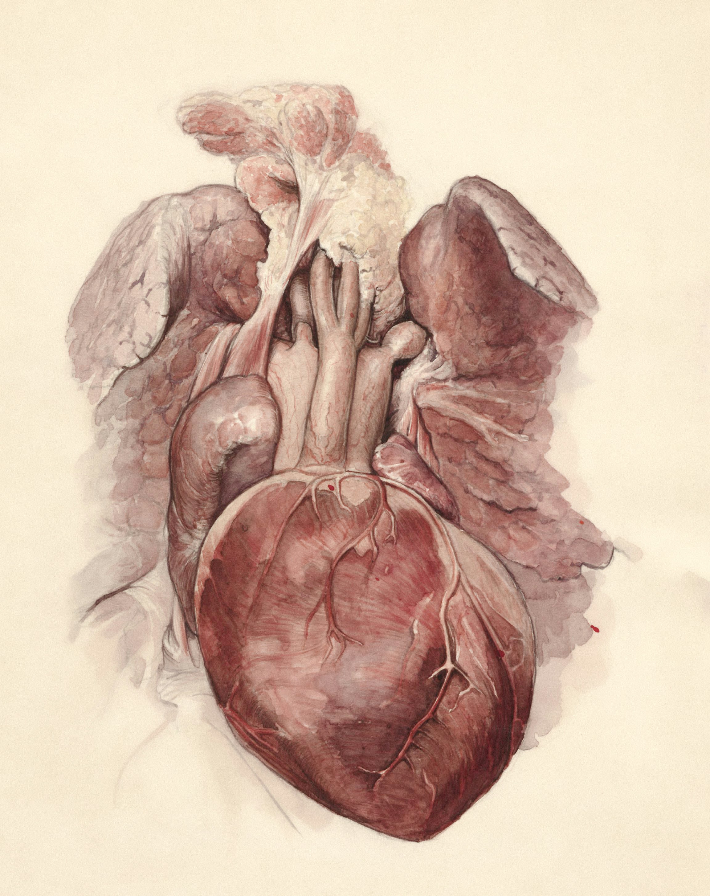 a drawing of a human heart with wings