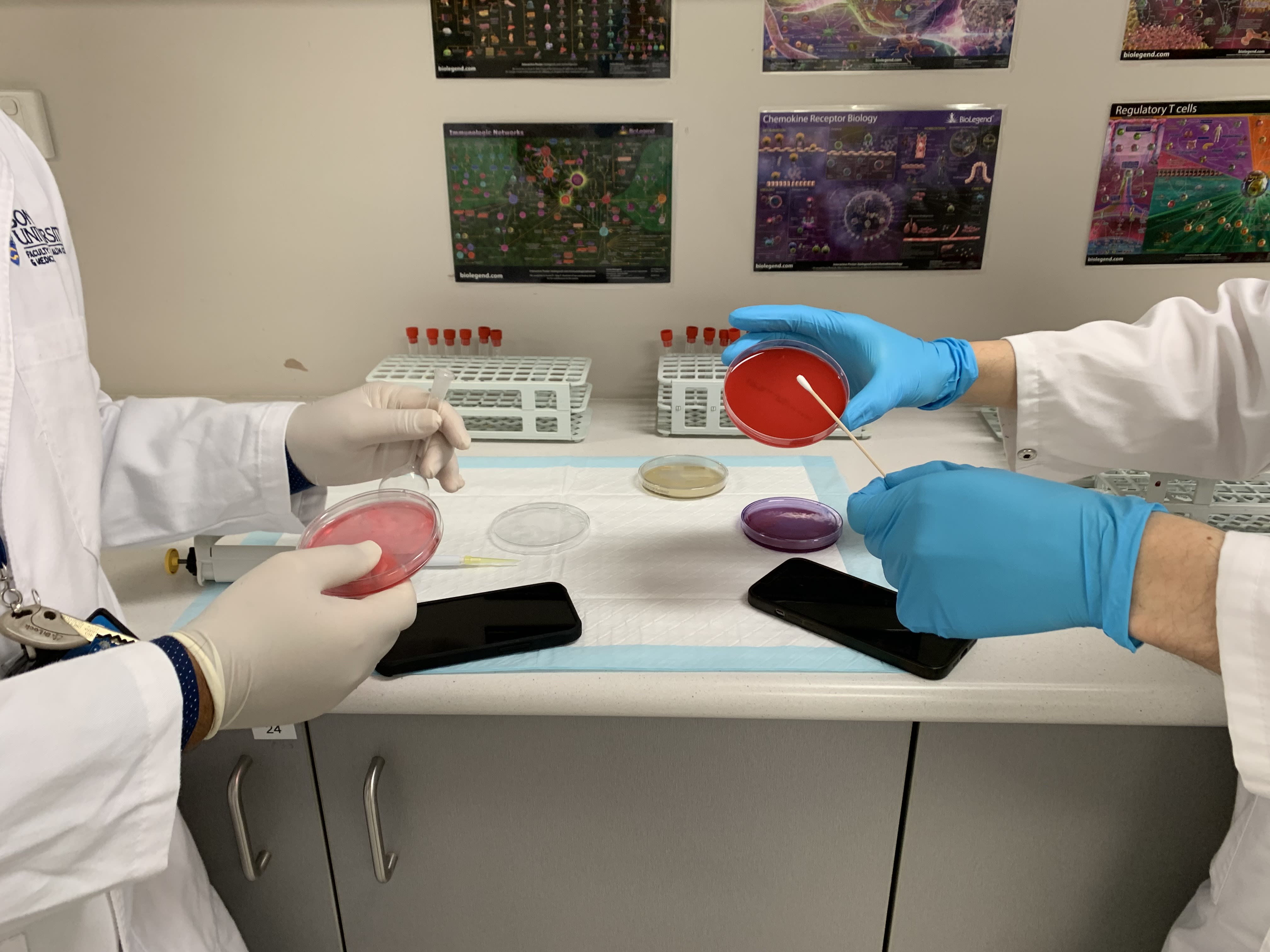 Scientists' hands swabbing petri dishes.