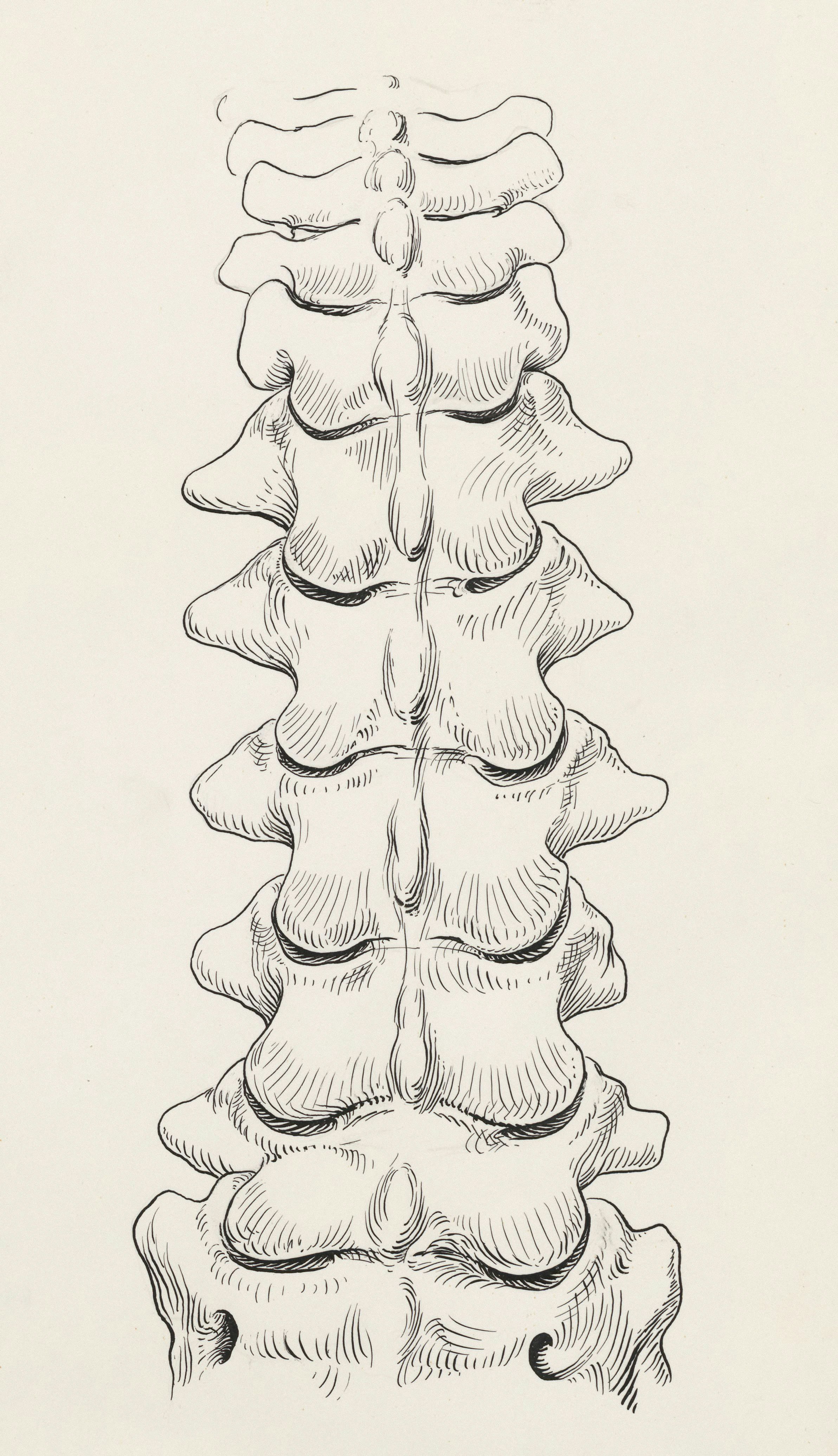 a black and white drawing of a long stack of bones