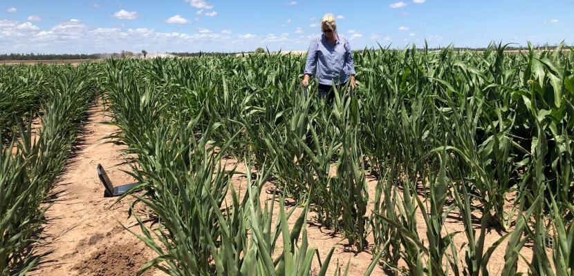 Natalie Hick stands between crops on a farm