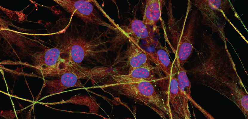 microscopic image of photoreceptors DB