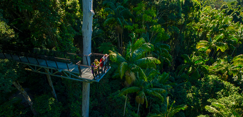 People are walking through a rainforest. 